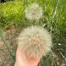 Four Seasons Marigold Seeds - Easy-To-Grow Heirloom Seeds For Indoor And Balcony Landscaping