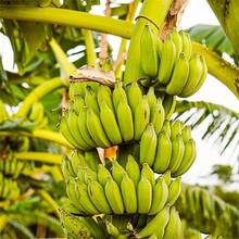 The Maverick SUPSEED 100 Fresh Banana Seeds Non-GMO Easy To Plant Indoor/Outdoor Pot Container Garden - 50 - View 4