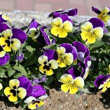 5000 Seeds Perennial Viola Johnny Jump Up Flower Seeds For Planting - 20000 - View 2