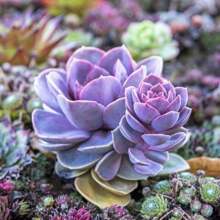 150pcs Mixed Rare Succulent Seeds, Mult-Color Indoor/Outdoor Plant