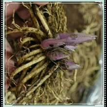 100 Pieces Of Swallowtail Grass Flower Seeds