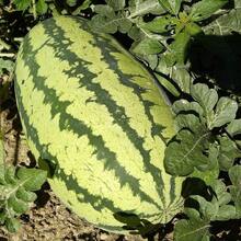 Jubilee Watermelon Seeds - Super Sweet - SEED - View 3