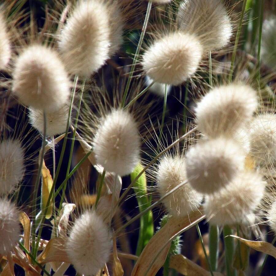 Lagurus Ovatus - 100 Seeds - Everlasting - Soft And Fluffy -