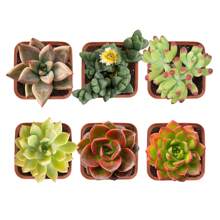 Assorted Potted Succulents - Grower's Choice Live Houseplants Plants Live   Vegetable Seeds Seeds Hosta Plants Live Plants Plants Gardening Flower Seeds Plant Flowers For Outside Semillas De Flores Para Sembrar Gardening  All  Live Plants Not Seeds Live Plants  Plants For Outside Mosquito Repellent Outdoor Garden Perennial Plants Seeds For Planting Live Plants  Not Seeds Perennial Flower Seeds Plant Seeds