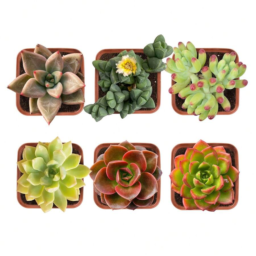 Assorted Potted Succulents - Grower's Choice Live Houseplants Plants Live   Vegetable Seeds Seeds Hosta Plants Live Plants Plants Gardening Flower Seeds Plant Flowers For Outside Semillas De Flores Para Sembrar Gardening  All  Live Plants Not Seeds Live Plants  Plants For Outside Mosquito Repellent Outdoor Garden Perennial Plants Seeds For Planting Live Plants  Not Seeds Perennial Flower Seeds Plant Seeds