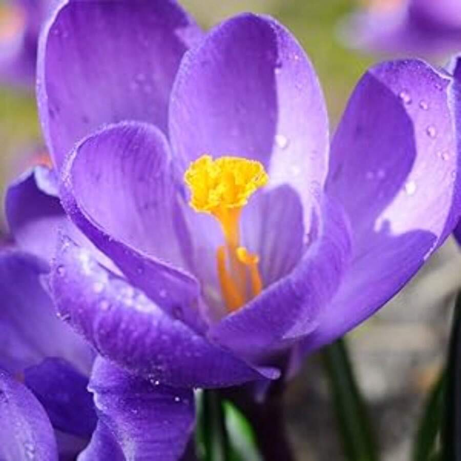 Easy To Grow Crocus 'Ruby Giant' Plant Bulbs (500 Seed) - Magenta Pink Flowering Blooms In Early Spring Gardens - 1pack-500 - View 1
