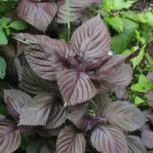 100 Wild Purple Coleus Seeds - Variant1 - View 5