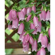 230pcs Rare Mixed Bloody Heart Seeds - Brightly Colored And Easy To Grow