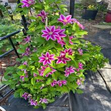 Clematis Kleine Entlein Samen 15