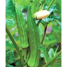 20 Pieces Of Okra Seeds Clemson Spineless Okra Super Healthy Vegetable Seeds - Green - View 2