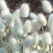 Lagurus Ovatus - 100 Seeds - Everlasting - Soft And Fluffy -