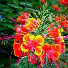 DWARF POINCIANA Flower-20Seeds