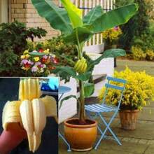 100 Samen Zierbanane Exotischer Baum Indoor Zwerg Mehrjährige Blumen Pflanzen Erbstück Blumen