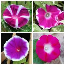 250 Pezzi Misti Di Semi Di Campanula Giapponese, Piante Di Ipomoea, Semi Di Verdure, Piante Di Hosta, Piante Vive, Piante Da Giardino, Semi Di Fiori Per Esterni, Semi Di Fiori Da Piantare, Tutte Piante Vive, No Semi, Piante Vive In , Protezione Antizanzare Per Il Giardino, Piante Perenni Per Esterni
