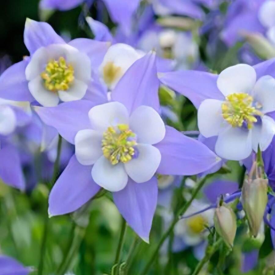 174 Pieces Lily Seeds, Suitable For Planting In The Cold Season, High Sporulation Rate, Easy To Plant, Long Blooming Period, Cold-Resistant Flowers Planted All Year Round, Beautiful Flowers Add To The Garden,  Of Vegetable Seeds, Hosta Plants, Garden Flowers Seeds, Plants For Outdoors, Semillas De Flores Para Sembrar Garden , All Plants For Outdoors, Mosquito Protection, Garden Plant Seeds For Planting, Perennial Flower Seeds, Plant Seeds