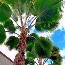 100pcs Seeds Fiji Fan Palm Tree Seeds Pritchardia Pacifica Fast Growing Tropical Plant - Variant1 - View 4