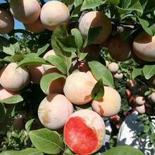 Free Extra 500 Seeds/American Apricot Plum Tree Seedlings American Dinosaur Egg Pl Plants Live   Vegetable Seeds Seeds Hosta Plants Live Plants Plants Gardening Flower Seeds Plant Flowers For Outside Semillas De Flores Para Sembrar Gardening  All  Live Plants Not Seeds Live Plants  Plants For Outside Mosquito Repellent Outdoor Garden Perennial Plants Seeds For Planting Live Plants  Not Seeds Perennial Flower Seeds Plant Seeds