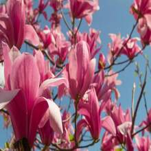5 SAUCER MAGNOLIA X Soulangeana Denudata & Liliiflora 5 - 10" Pink And White Tulip Tree Seeds