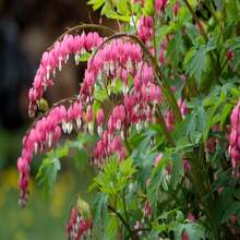 10 BLEEDING HEART - PINK Old Fashioned Dicentra Formosa Shade Flower Seeds - SEED - View 6