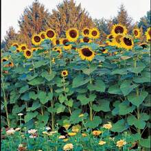 100+ Premium Quality American Giant Sunflower Heirloom Seeds Live Plants   Vegetable Seeds Hosta Plants Live Plants Garden Plants Flower Seeds Plants For Outdoor Semillas De Flores Para Sembrar Garden   All Live Plants Not Seeds Live Plants   Plants For Outdoor Mosquito Protection Outdoor Garden Perennial Plants Seeds For Planting Live Plants  Not Seeds Perennial Seeds Plant Seeds - 1包 - 查看 2