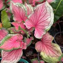 Gratis 500 semi aggiuntivi/100 semi di verdure thailandesi invernali per vasi, pianta bonsai di caladio, piante vive in , semi di verdure, piante di hosta, piante vive, semi di fiori da giardino, piante da esterno, repellente per zanzare, giardino all'aperto, piante perenni, semi per la semina, piante vive in , nessun seme, semi di fiori perenni, semi di piante