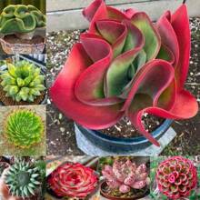 200 Pcs Rare Succulent Seeds Beautiful Flower Seeds Bonsai Seed Perennial Flowers Indoor Plants Grow Plant Planting Garden Home