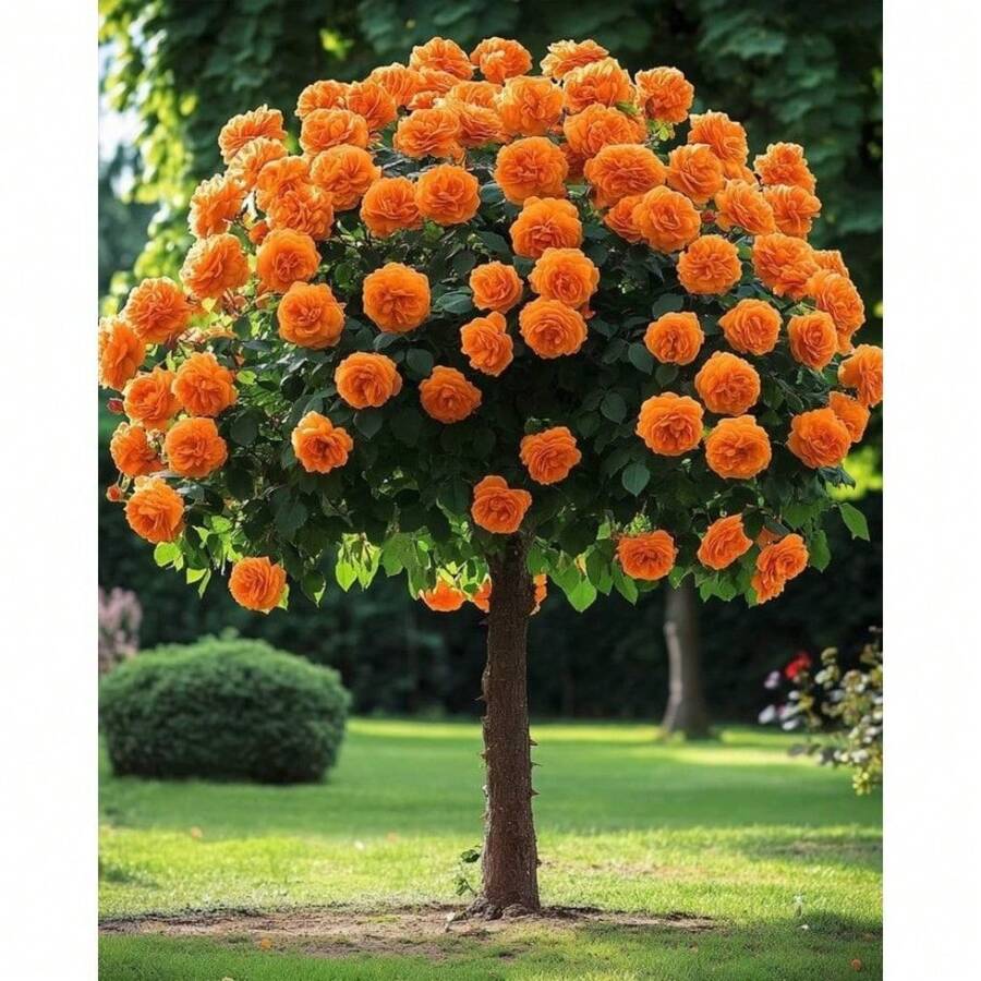 187pcs Rose Tree Flower Seeds, Potted Seedling Seeds, Indoor And Outdoor Planting, Home Garden Use - 187 - 查看 1