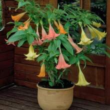 200pcs Blumencia Purple Jasmine Seeds, Potted Dwarf Pine Seedlings, Angel Flower Seeds---Each Package With Products Name Label - 200 - 查看 3