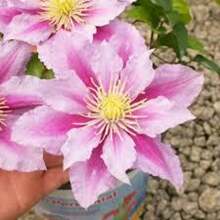 Clematis Kleine Entlein Samen 15