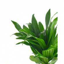 NO BAD SEED!Shopping Succulent Plant Dracaena, Easy-To-Grow Outdoor Tropical Indoor Nursery Potted Soil Purification Plant, Gift, Home Decoration, 8-12inch Height 606