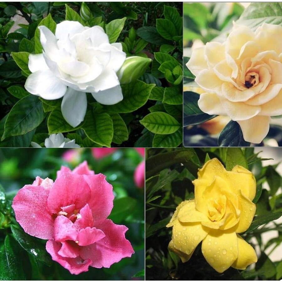 100 Pieces Mixed Seeds Gardenia Fragrant Flower Exotic Garden Plant House Plant USA Seller - 變體1 - 查看 1