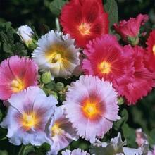 265 Pieces High Germination Rate Each SOWSEED Package Of Peony Seeds Live Plants  Vegetable Seeds Hosta Plants Live Plants Garden Plants Flowers For Outdoor Semillas De Flores Para Sembrar Garden  All Live Plants Not Seeds Live Plants Garden Plants For Outdoor Mosquito Repellent Agent For The Garden, Perennial Plants, Seeds For Planting Live Plants, , No Seeds, Perennial Flower Seeds, Plant Seeds