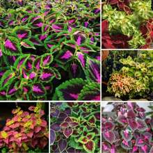 200pcs Blue Red Hosta Plant Seeds Hosta Garden Flowers Perennial Plant Plants Live   Vegetable Seeds Seeds Hosta Plants Plants Gardening Flower Seeds Plant Flowers For Outside Semillas De Flores Para Sembrar Gardening  All  Plants For Outside Mosquito Repellent Outdoor Garden Plants Seeds For Planting Perennial Flower Seeds Plant Seeds - 200件 - 查看 3