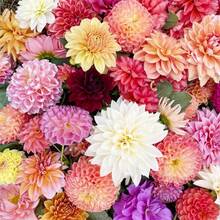 30+ Dahlia Hybrid Flower Seeds, Dahlia Flower Seeds For Plant Plants Live   Vegetable Seeds Seeds Hosta Plants Live Plants Plants Gardening Flower Seeds Plant Flowers For Outside Semillas De Flores Para Sembrar Gardening  All  Live Plants Not Seeds Live Plants  Plants For Outside Mosquito Repellent Outdoor Garden Perennial Plants Seeds For Planting Live Plants  Not Seeds Perennial Flower Seeds Plant Seeds