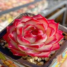 200 Pcs Rare Succulent Seeds Beautiful Flower Seeds Bonsai Seed Perennial Flowers Indoor Plants Grow Plant Planting Garden Home