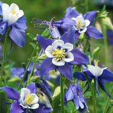 174 Pieces Lily Seeds, Suitable For Planting In The Cold Season, High Sporulation Rate, Easy To Plant, Long Blooming Period, Cold-Resistant Flowers Planted All Year Round, Beautiful Flowers Add To The Garden,  Of Vegetable Seeds, Hosta Plants, Garden Flowers Seeds, Plants For Outdoors, Semillas De Flores Para Sembrar Garden , All Plants For Outdoors, Mosquito Protection, Garden Plant Seeds For Planting, Perennial Flower Seeds, Plant Seeds