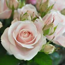 200pcs Pink Rose Seeds, Easy-To-Grow Flower Seedlings In All Seasons, Balcony Indoor Potted Flower Seeds Plants Live   Vegetable Seeds Seeds Hosta Plants Plants Gardening Flower Seeds Plant Flowers For Outside Semillas De Flores Para Sembrar Gardening  All  Plants For Outside Mosquito Repellent Outdoor Garden Plants Seeds For Planting Perennial Flower Seeds Plant Seeds