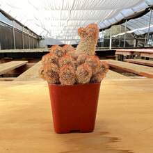 Live Succulent (Echeveria), 2" Live Succulent Fully Rooted In Plants,  Of Vegetable Seeds, Hosta Plants, Live Plants, Garden Plants, Flower Seeds, Plants For Outdoors, Mosquito Repellent, Outdoor Garden, Perennial Plants, Seeds For Planting, Live Plants, , No Seeds, Perennial Flower Seeds, Plant Seeds