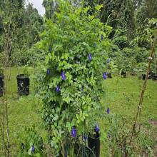 Butterfly Pea Seeds (Clitoria Ternatea)
