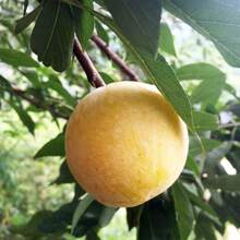 200 Pcs Plum Seeds Fruit Tree Seedlings Rose Plum New Variety Prune Red Heart Sugar Southern Northern Planting Grafted Plum Seedlings Seeds