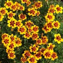 Naughty Marietta French Marigold Seeds 1 Tagetes Patula 1 Ground Cover Flowers Easy To Plant And Grow