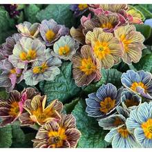 Sow Right Seeds 120 Pieces Seeds Primrose Seeds - Perennial Early Plants Live  Vegetable Seeds Hosta Plants Live Plants Garden Plants Flower Seeds Plants Flowers For Outdoor Semillas De Flores Para Sembrar Garden  All  Live Plants Not Seeds Live Plants  Plants For Outdoor Mosquito Repellent Outdoor Garden Perennial Plants Seeds For Planting Live Plants  Not Seeds Perennial Flower Seeds Plant Seeds - 120件 - 查看 1