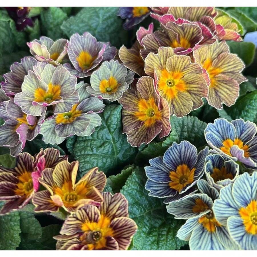 Sow Right Seeds 120 Pieces Seeds Primrose Seeds - Perennial Early Plants Live  Vegetable Seeds Hosta Plants Live Plants Garden Plants Flower Seeds Plants Flowers For Outdoor Semillas De Flores Para Sembrar Garden  All  Live Plants Not Seeds Live Plants  Plants For Outdoor Mosquito Repellent Outdoor Garden Perennial Plants Seeds For Planting Live Plants  Not Seeds Perennial Flower Seeds Plant Seeds - 120件 - 查看 1