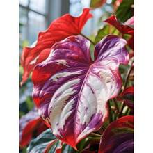 110 Pieces Giant Elephant Ear Seeds For Planting Caladium Colocasia Hosta, Exotic Plant With Bold Tropical Leaves For Indoor And Outdoor Garden Decoration - Blue Green White - View 6