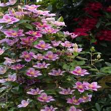Clematis Kleine Entlein Samen 15