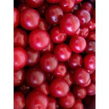 Cherry Plum Tree Seeds For Planting - Prunus Cerasifera - Pop Plants Live   Vegetable Seeds Seeds Hosta Plants Live Plants Plants Gardening Flower Seeds Plant Flowers For Outside Semillas De Flores Para Sembrar Gardening  All  Live Plants Not Seeds Live Plants  Plants For Outside Mosquito Repellent Outdoor Garden Perennial Plants Seeds For Planting Live Plants  Not Seeds Perennial Flower Seeds Plant Seeds