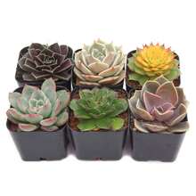 Plant Set (4-12 Plants) - 2 Inch Rose-Shaped Succulent Plants Survive In A Pot 606, Fruitful Selection Of Seeds, High Germination Rate - 6 件裝 - 查看 6