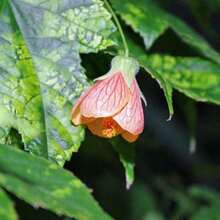 Abutilon Pictum Pink Chinese Lantern 100 Seeds - Biến thể 1 - Xem 2