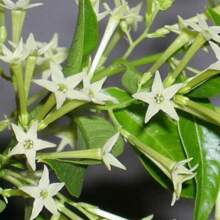 Nightshade 50 Jasmine Plant High-Quality Exclusive Seeds
