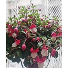 230pcs Rare Mixed Bloody Heart Seeds - Brightly Colored And Easy To Grow